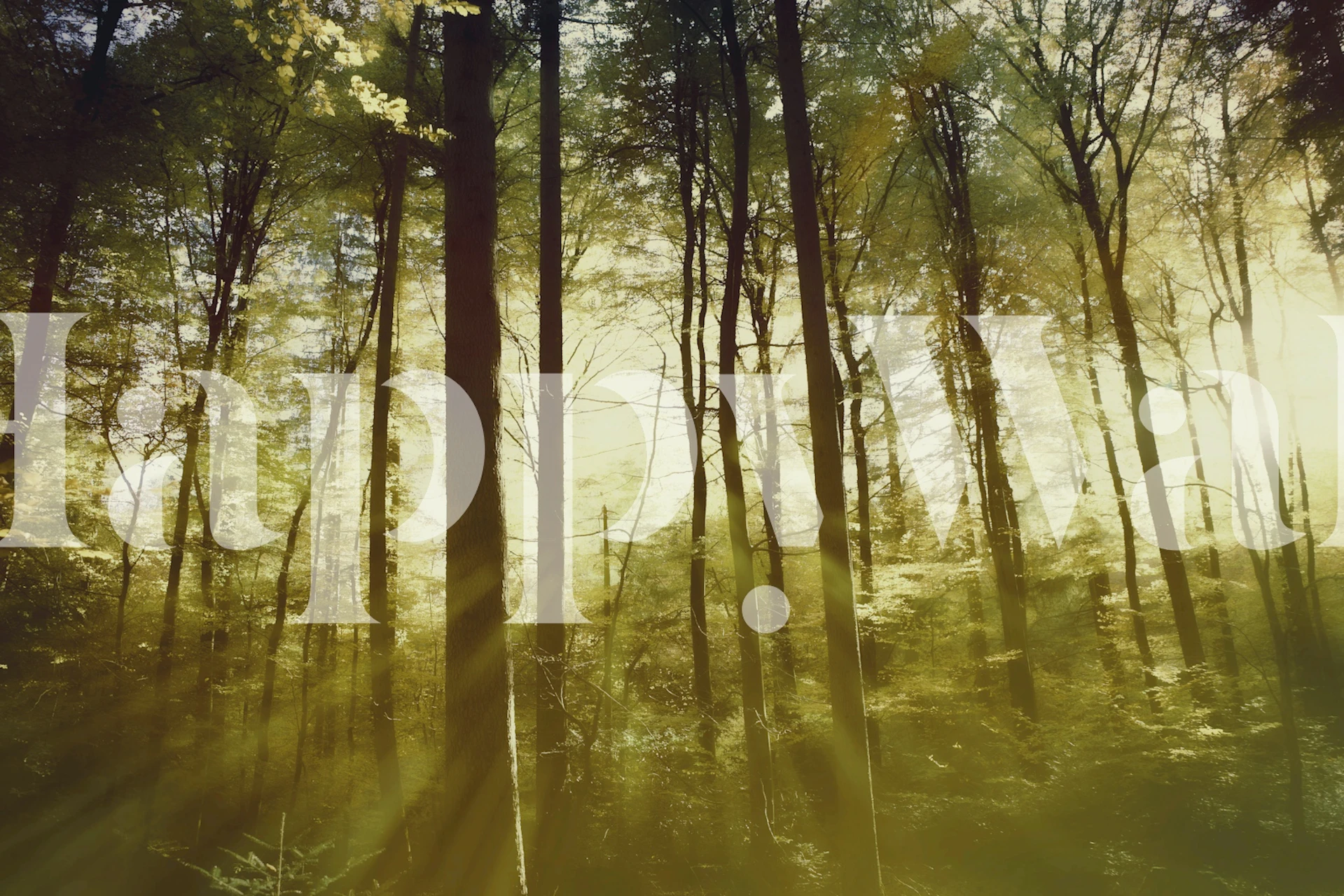 Luminous Forest Reflections wallpaper in a room