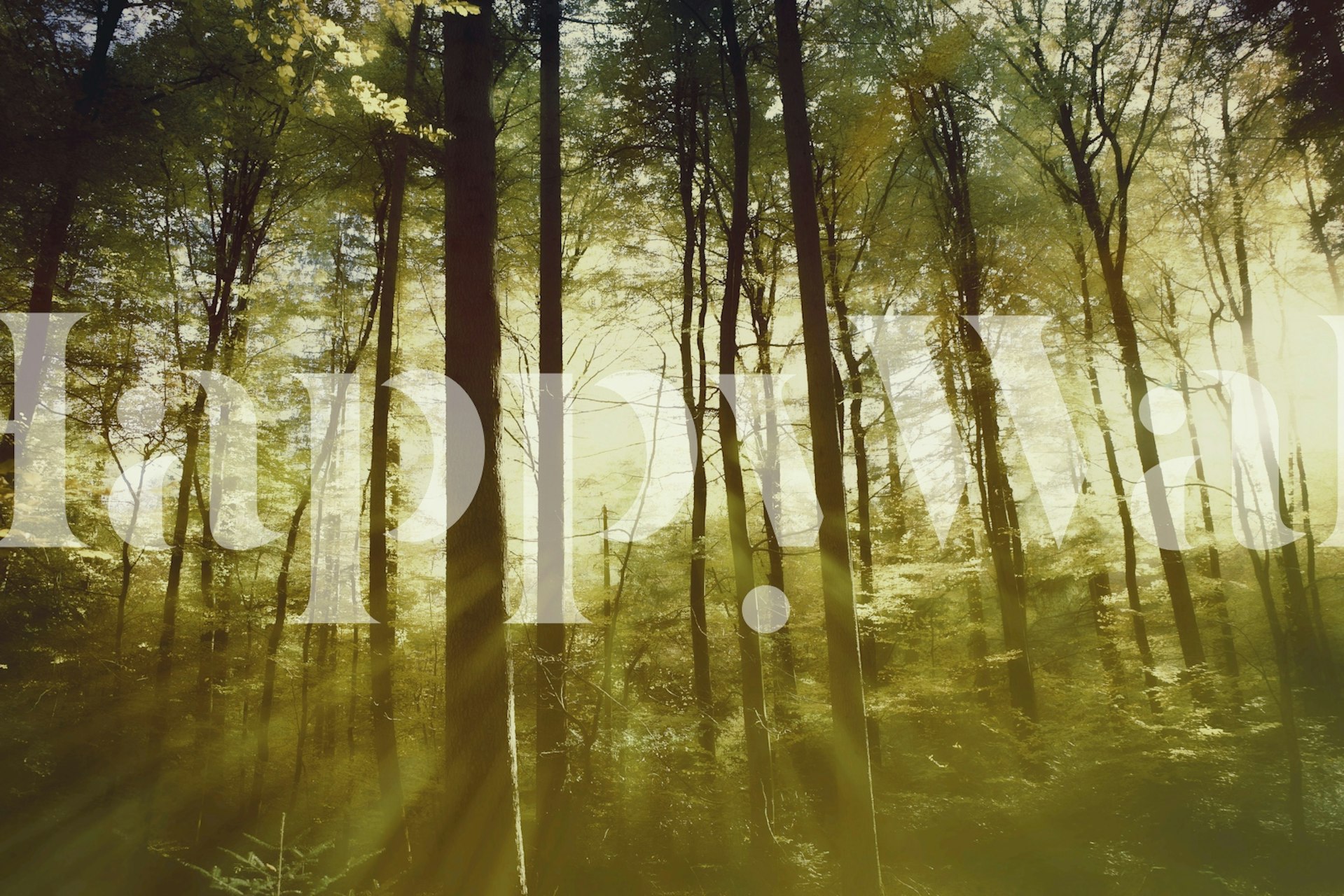 Tapeta Luminous Forest Reflections v místnosti