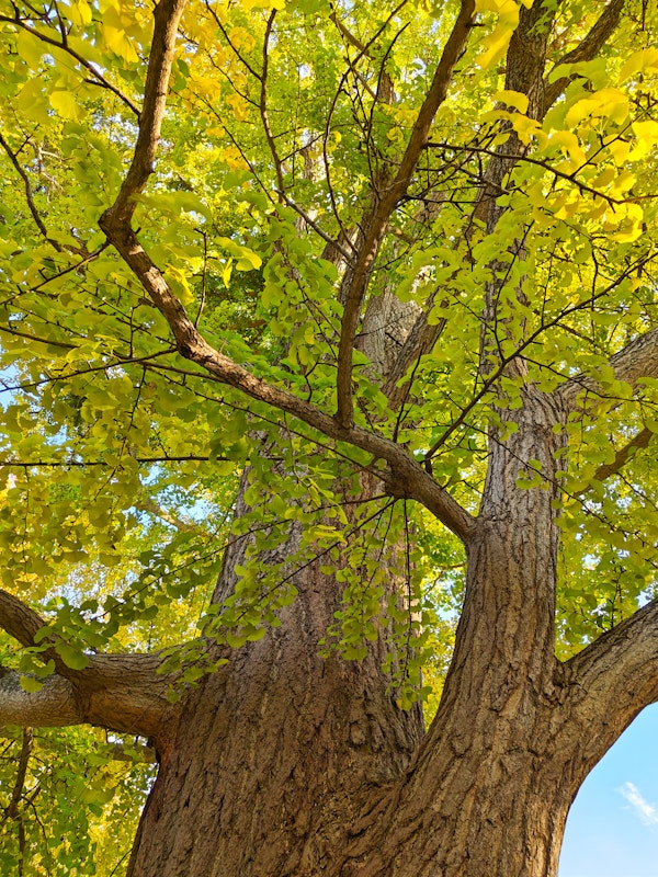 Majestic Ginkgo Tree