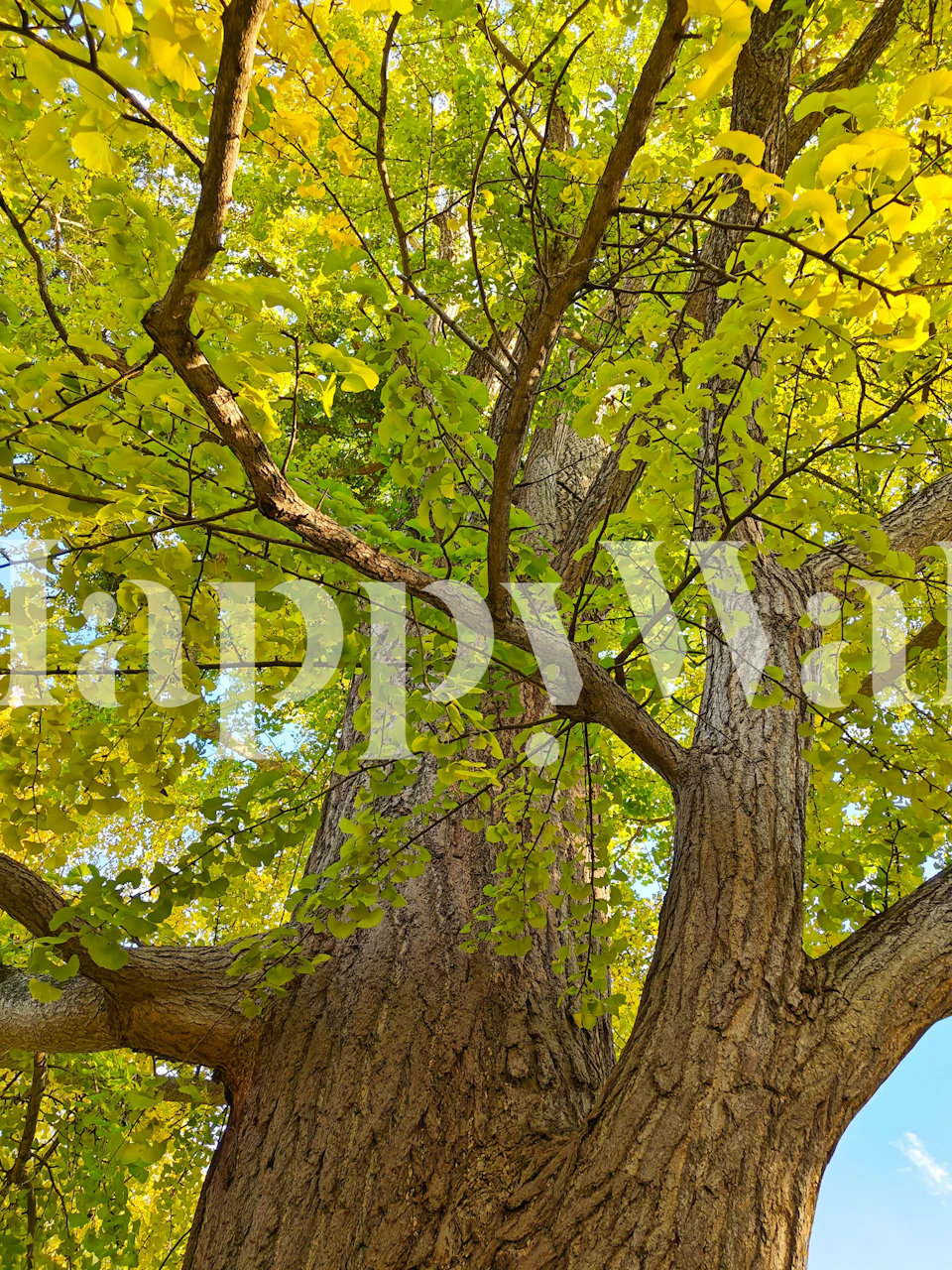 Majestic Gingko Tree tapet i et rum