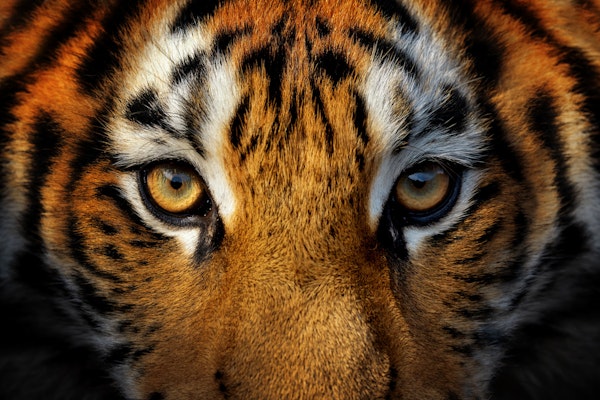 Majestic Tiger Eyes