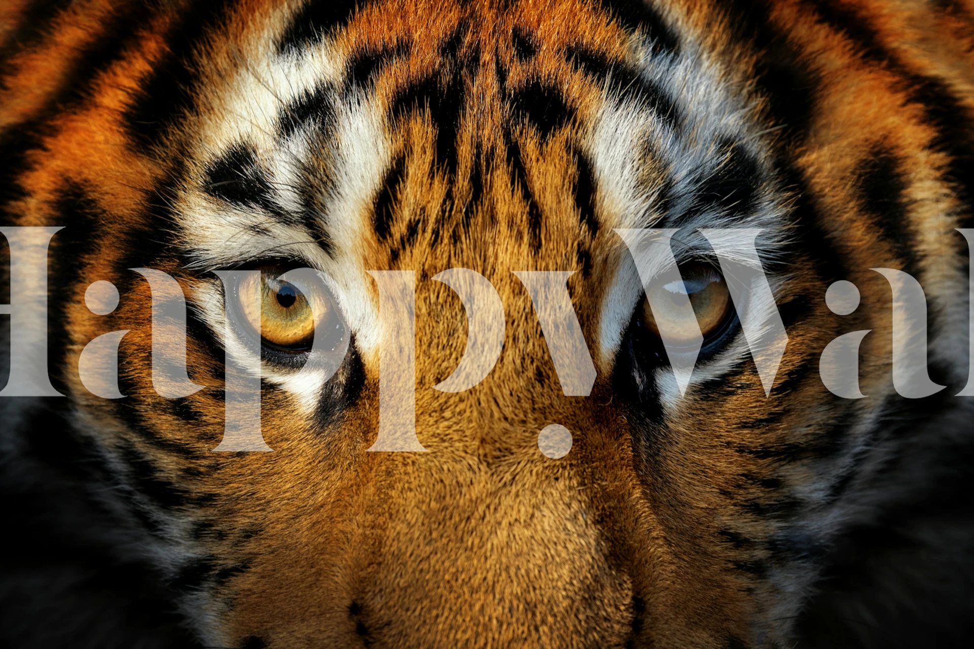 Close-up of a tiger's eyes and face, orange and black fur, detailed wallpaper