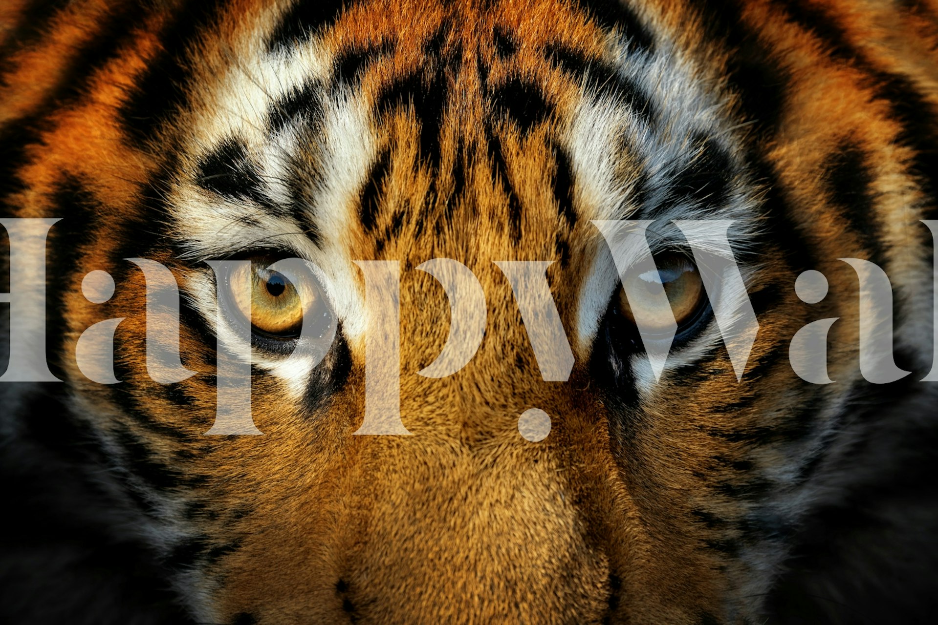 Majestic Tiger Eyes tapet i et rum