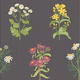 Blooming Stripes Millefleurs