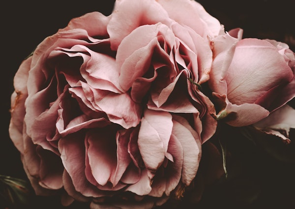 Flowers Romantic Floral Rose