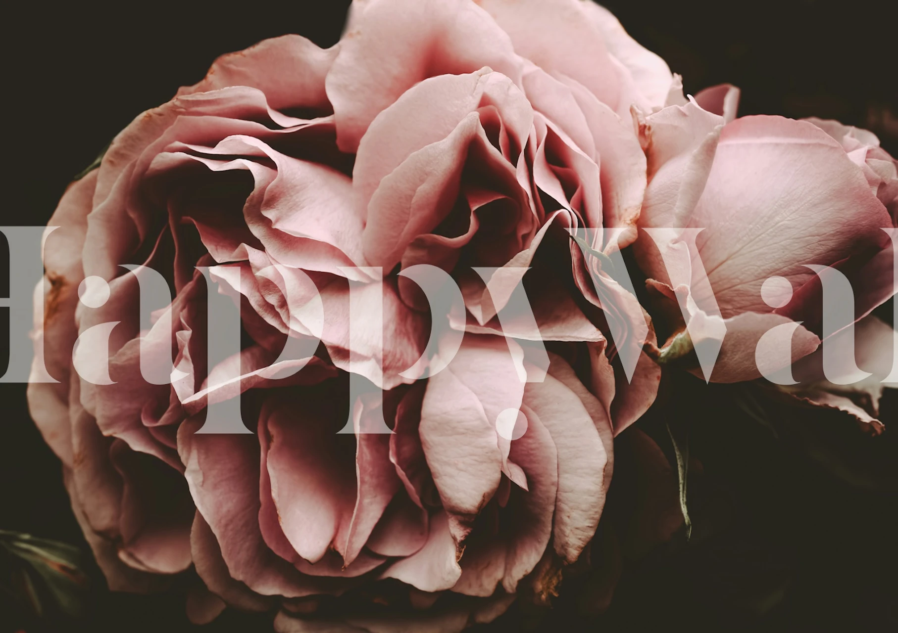 Floral rose wallpaper in a room setting