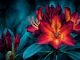 Radiant Red Blossoms