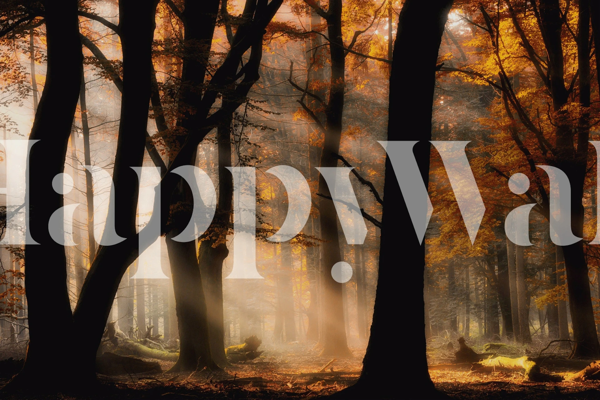 fotomural vinílico de parede com cena de floresta outonal com luz solar filtrada pelas árvores