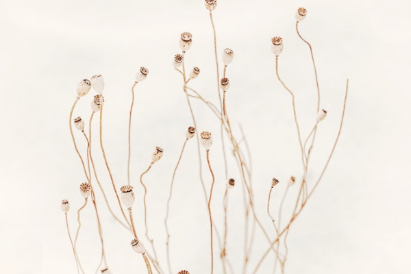 Japandi White Minimalist Flora