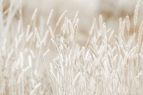 Wild Grass White Beige Prairie Elegance