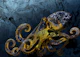 Octopus Majesty