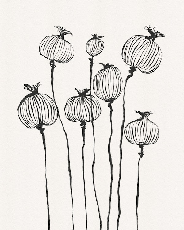 Poppy Pods