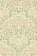 William Morris Michaelmas Daisy 9