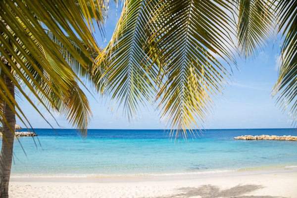 Paradise Palm View Bliss 1