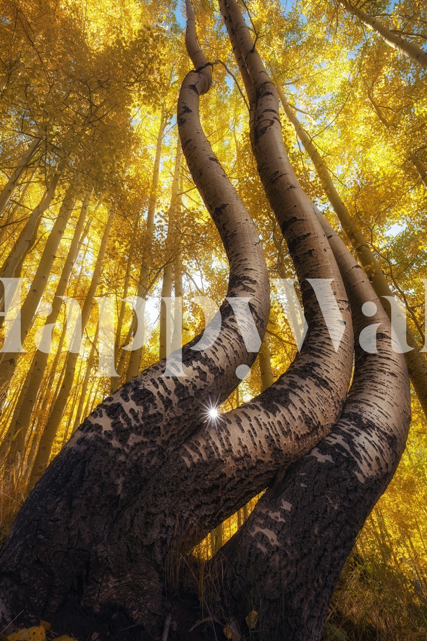 Dancing Aspens wallpaper in a room