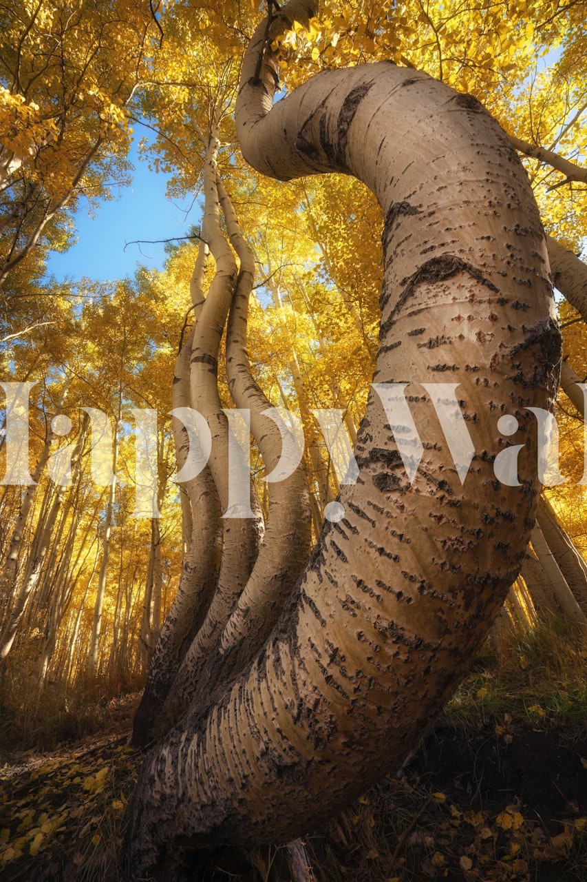 Curved aspens wallpaper i et rom