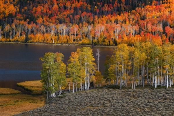 Vibrant Fall Foliage
