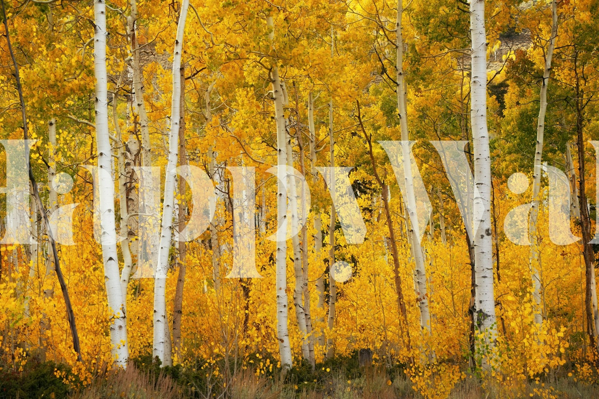 The Pando Aspen wallpaper featuring vibrant autumn colors