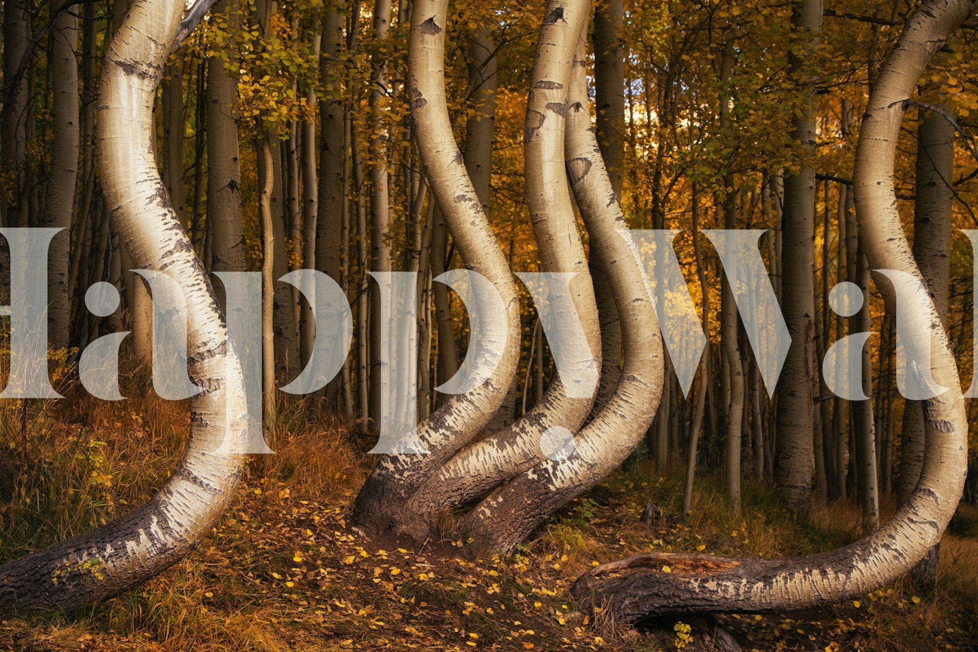Curved birch trees with golden foliage in an autumn landscape wallpaper