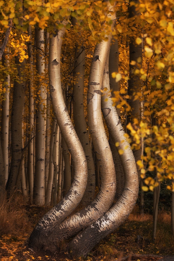 The Curved Aspens