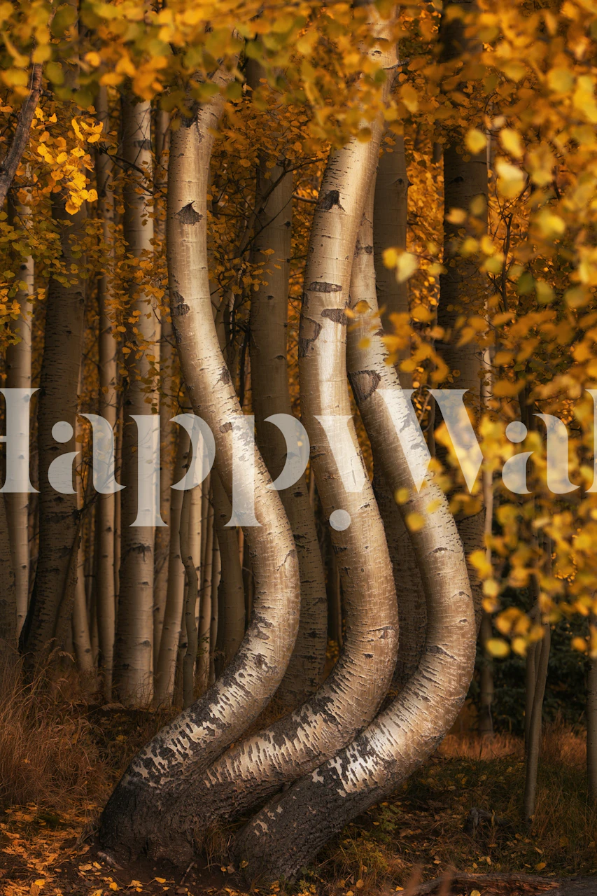 Curved aspens wallpaper in a room
