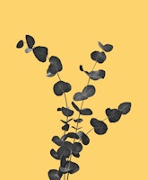 Eucalyptus Dream 2 tapete