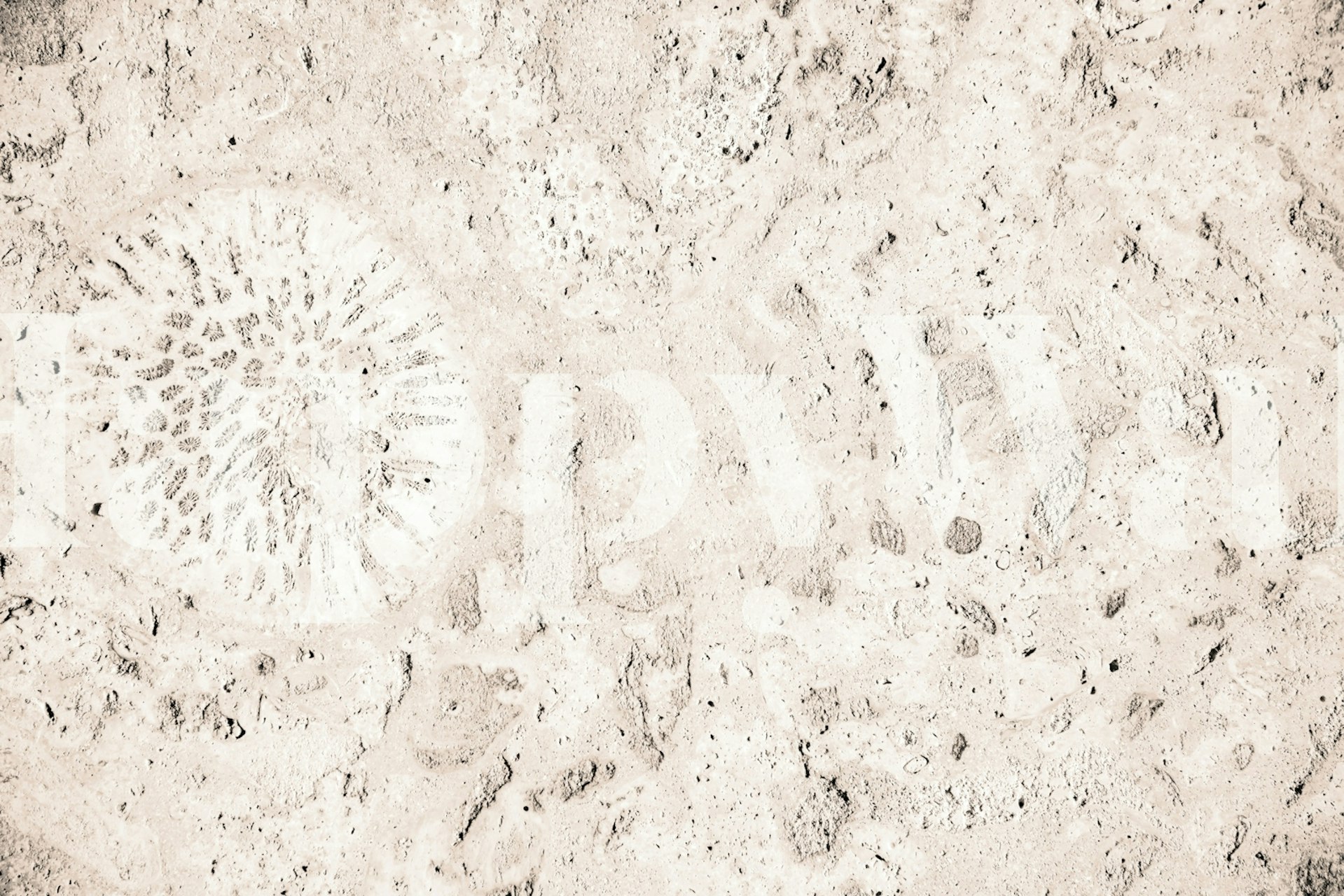 Tapeta Caribbean Coral Stone Glam 2 v pokoji