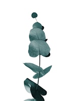 Eucalyptus Delight Glam 1 tapety