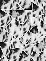 Animal Fur Black White Geo 1 tapete
