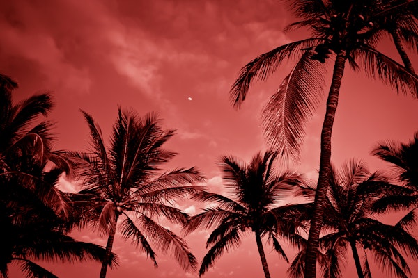 Tropical Sunset Dreams