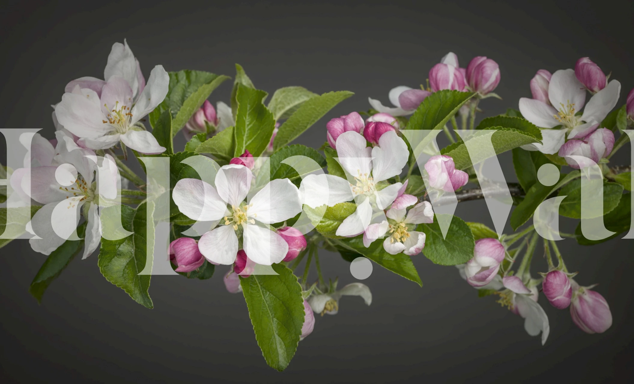 Carta da parati Blossoming Apple Branch in una stanza