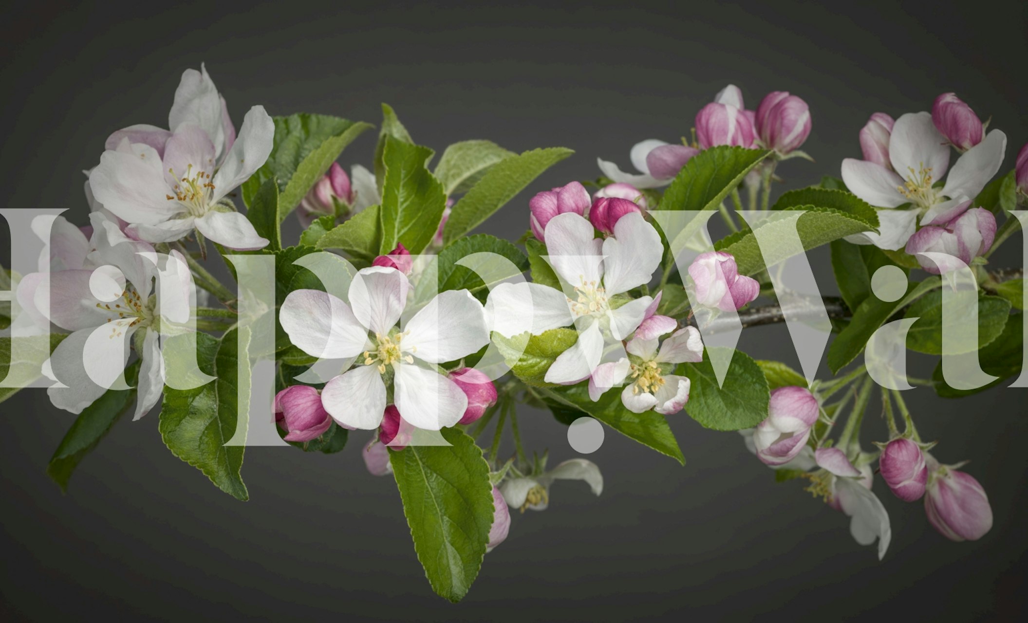 Apple branches with pink and white blossoms wallpaper