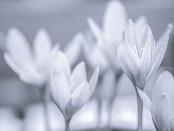 Crocus Flowers
