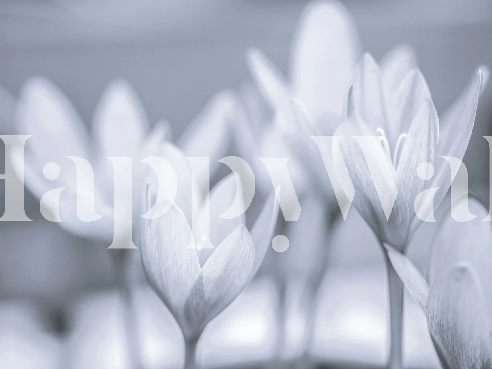 Crocus Flowers papel de parede em um quarto