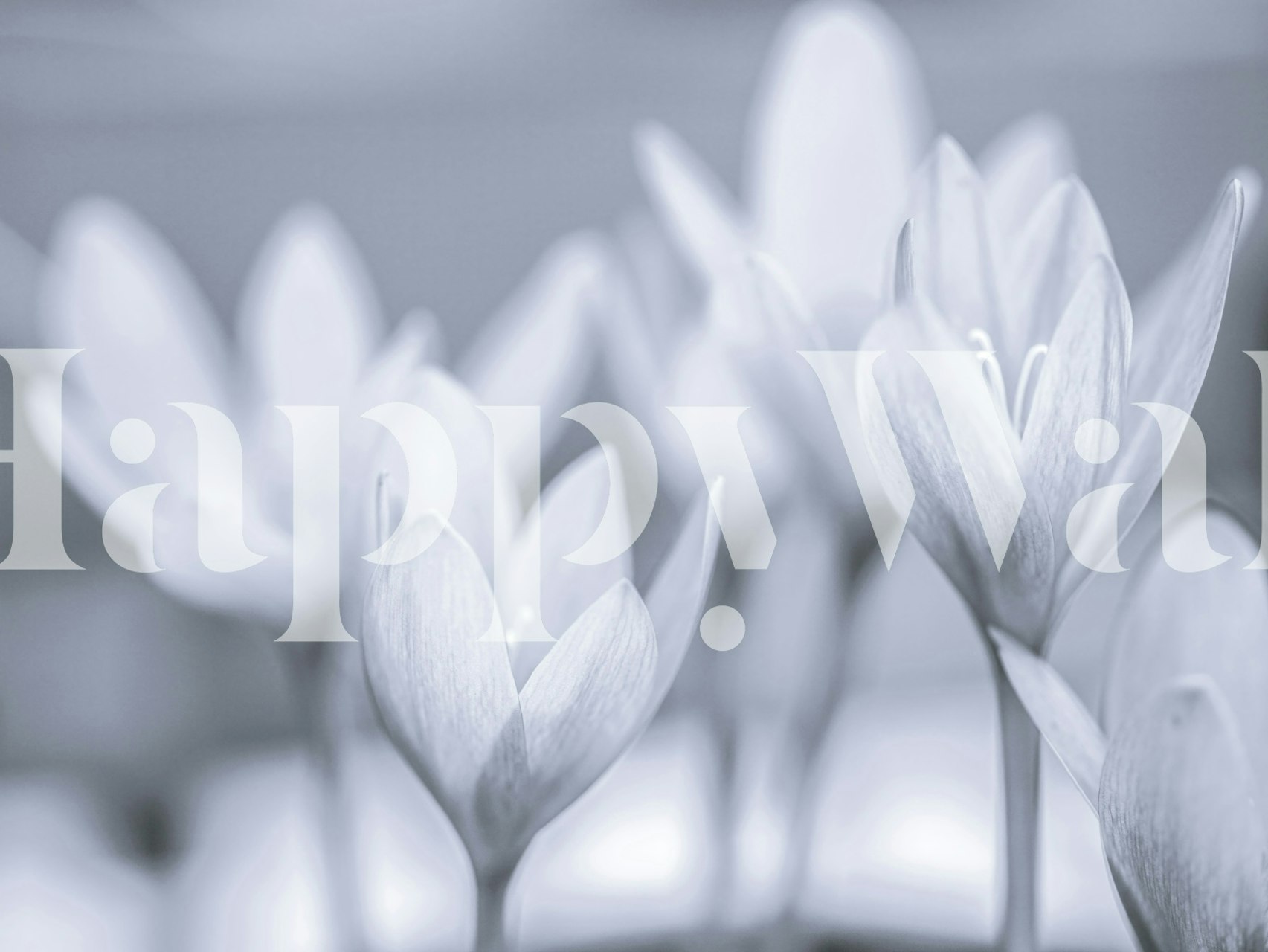 Crocus Flowers wallpaper in a room