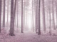 Mystical Pink Forest