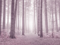 Mystical Pink Forest papiers peint