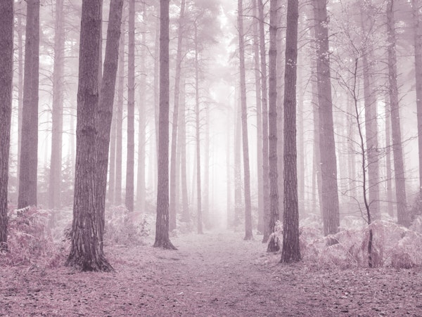 Mystical Pink Forest