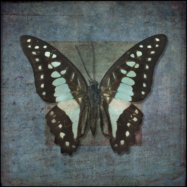 Whispering Butterfly Aura