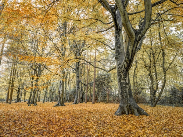 Golden Forest Retreat