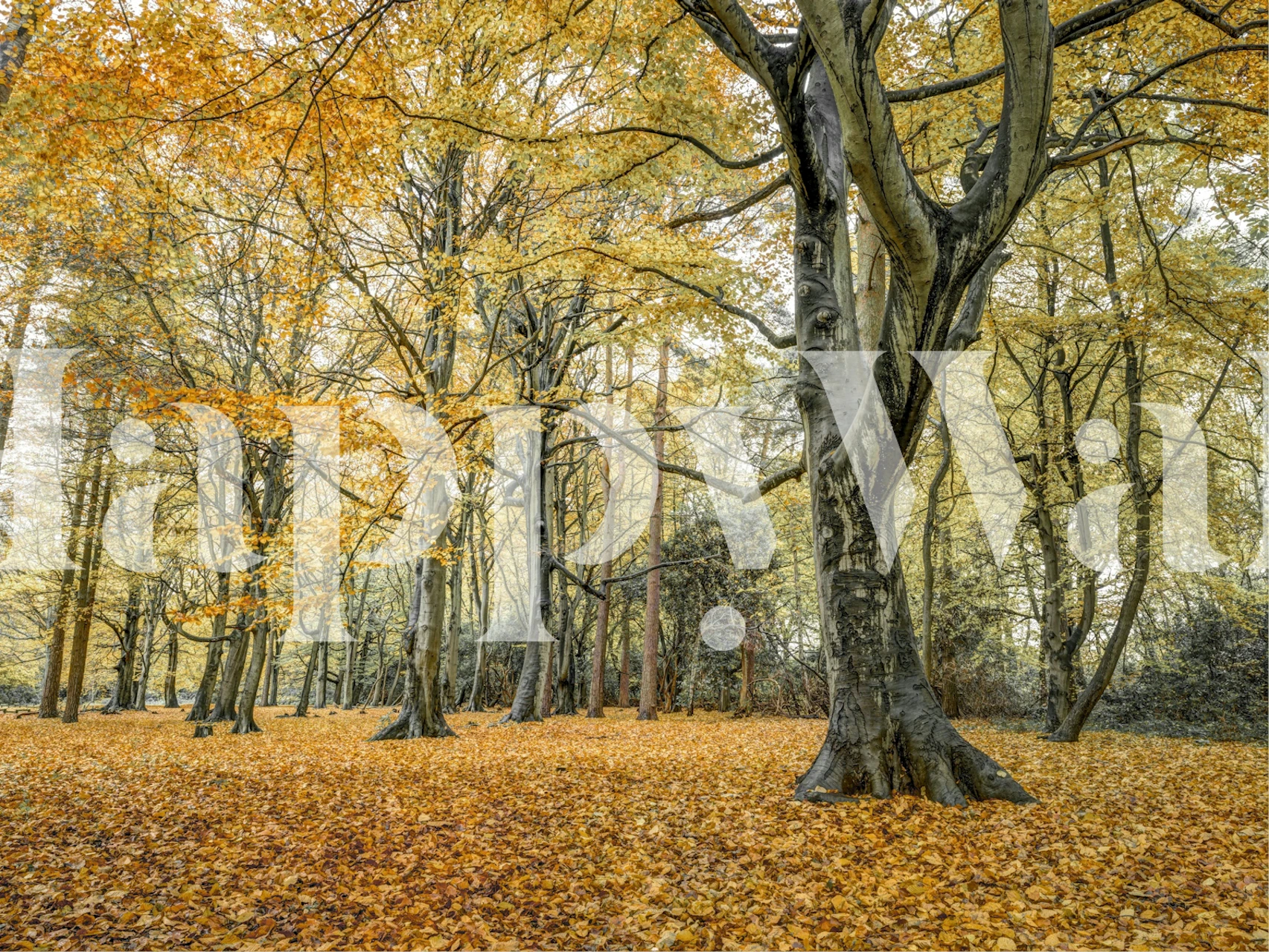Golden Forest Retreat wallpaper in a room