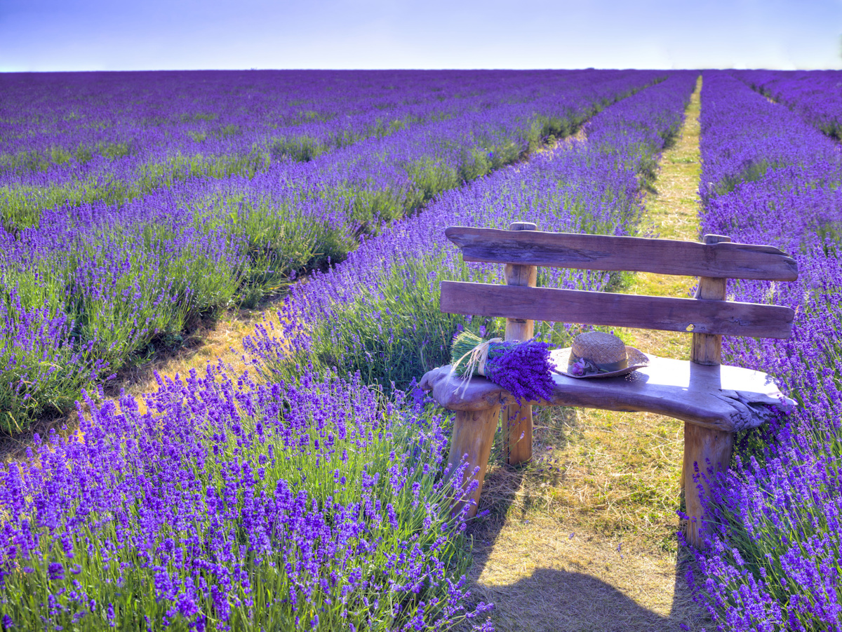 bench