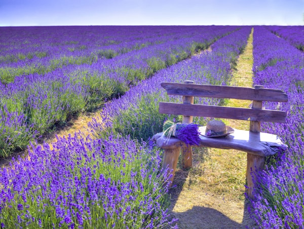 Bench in Lavender field