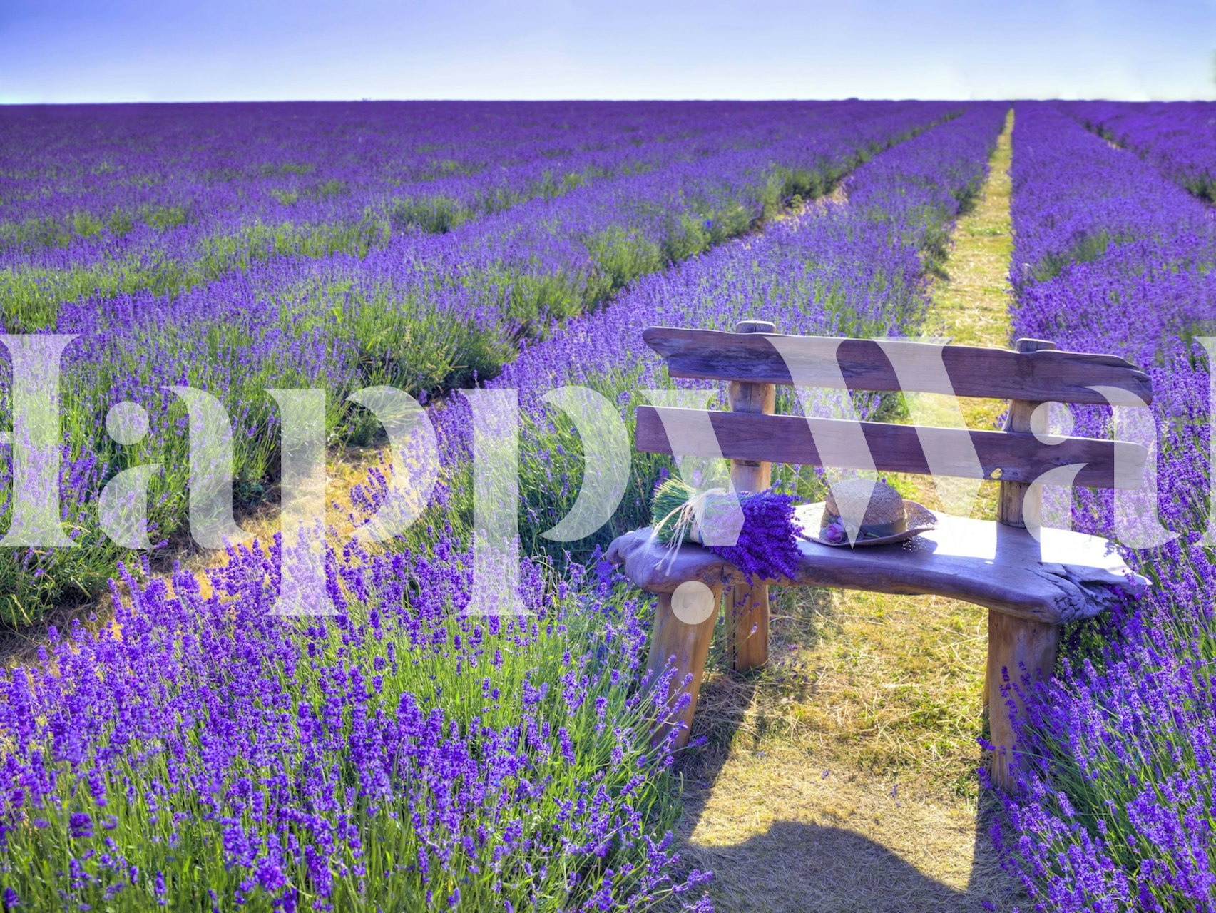 Ταπετσαρία με Bench in Lavender field περιτριγυρισμένο από πεδία λεβάντας