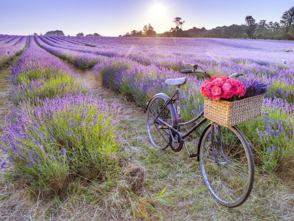 Bicycle in a Lavender Field