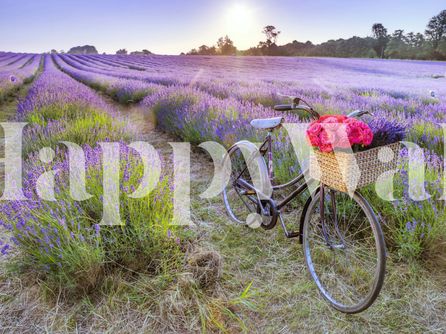 Bicycle in a lavender field wallpaper