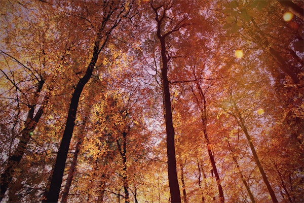 Golden Autumn Canopy