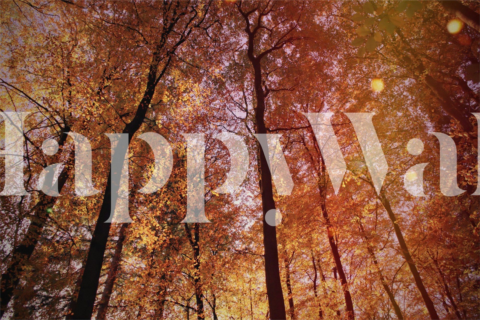 Golden Autumn Canopy wallpaper in a room