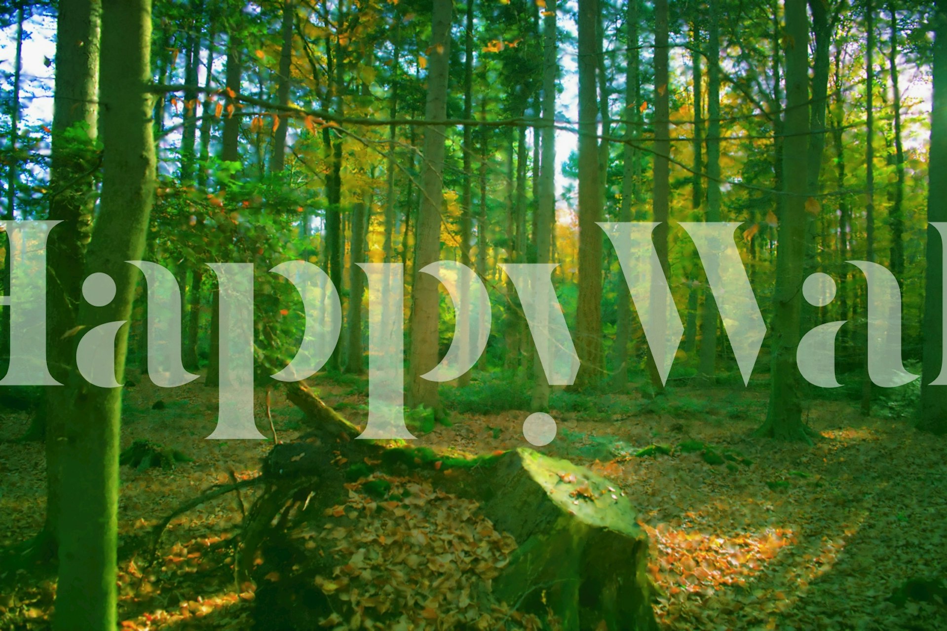 Natural Woodland wallpaper u sobi