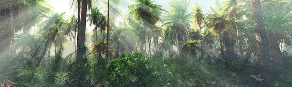 Tropical Haven in the Mist